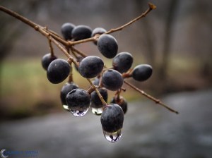 20121208-PC080098-Edit