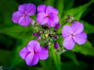 20130518-_5180017-Edit