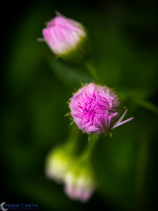 20130518-_5180176-Edit