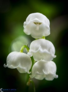 20130518-_5180208-Edit