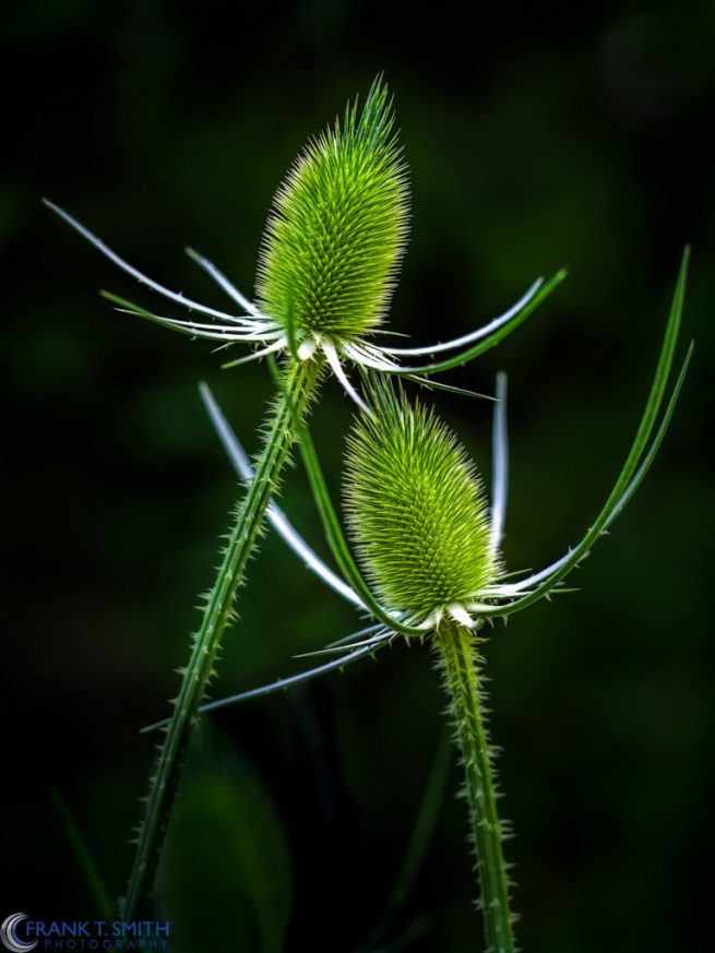 20130704-_7040883-Edit