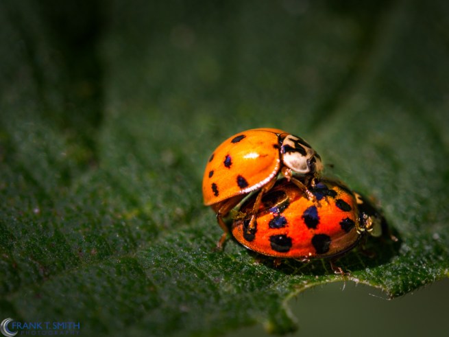 20130817-_8170011-Edit