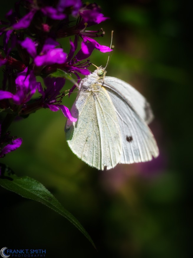 20130817-_8170107-Edit