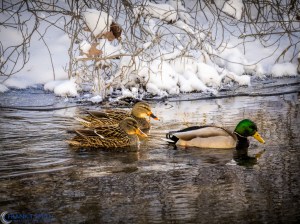 20140104-_1040550-Edit