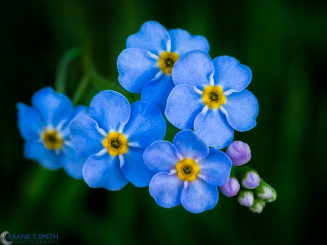 20130525-_5250592-Edit-Edit-2