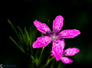 20140628-_6280586-Edit