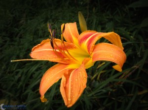 20140704-P7040353-Edit