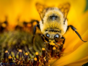 20140719-_7190817-Edit