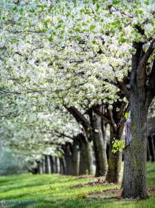 20150502-_5020344-Edit-Edit