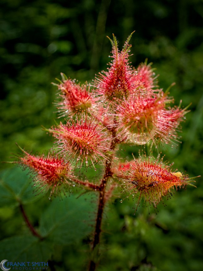 20150620-P6200047-Edit