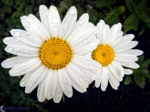 20150620-P6200219-Edit