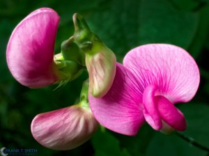 20150627-P6270414-Edit