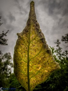 20150627-P6270473-Edit