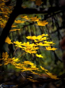 20151031-_A310149-Edit-Edit