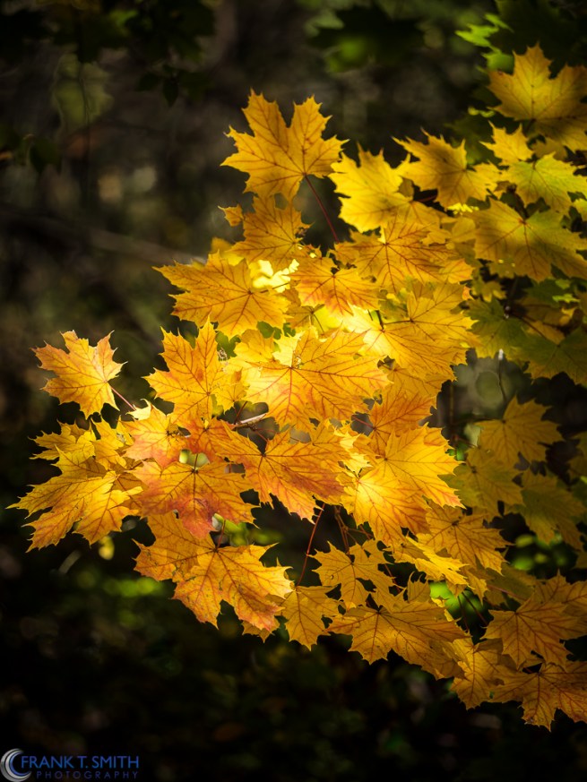 20151031-_A310150-Edit