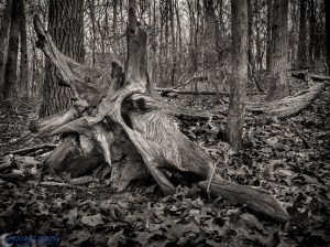 20160101-_1010388-Edit