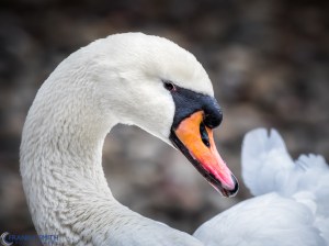 20160116-_1160922-Edit