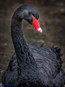 20160116-_1160986-Edit