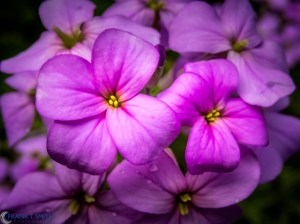 20160530-P5300056-Edit