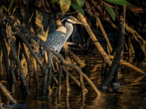 20160316-20160316-_3161169