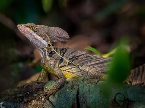 20160317-_3171417-edit