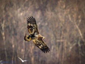 20161222-_c220844-edit