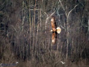 20161222-_c221270-edit