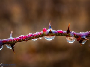 20170121-_1210781-edit